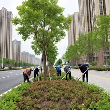 今年会jinnianhui官网 景洪城市道路绿化规范2022
